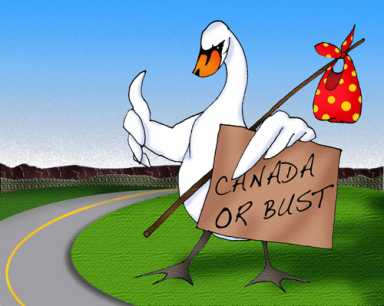 Swans are out of the frying pan into the line of fire