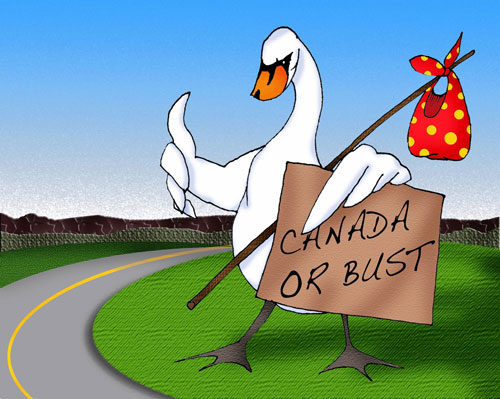 Swans are out of the frying pan into the line of fire