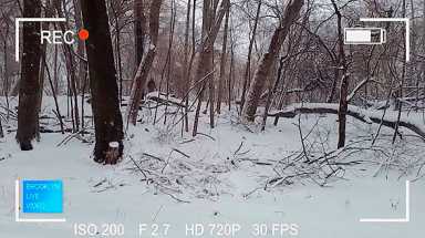 Bigfoot’s backyard? ‘Sasquatch’ sighted in Prospect Park