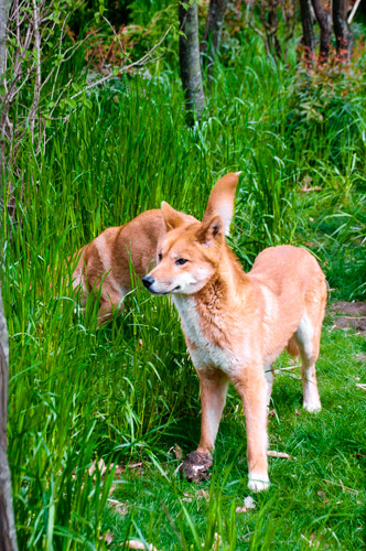 Dog days! Australian dingoes are your new neighbors