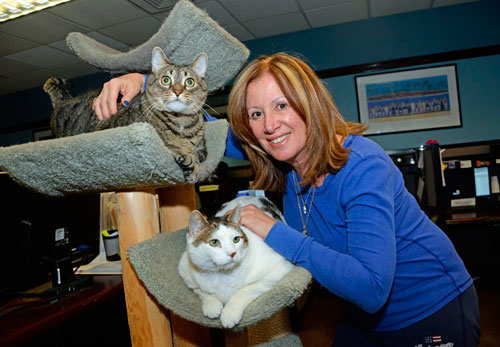 Bensonhurst livery cab station fixes feral cats