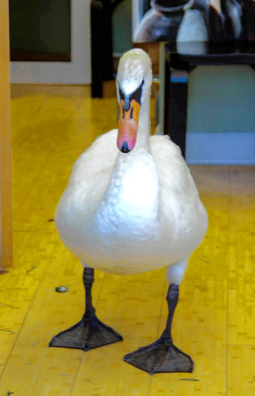 Sick swan warns of pollution