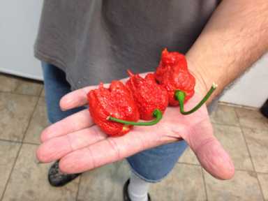 Heat-seekers will compete to down world’s hottest peppers