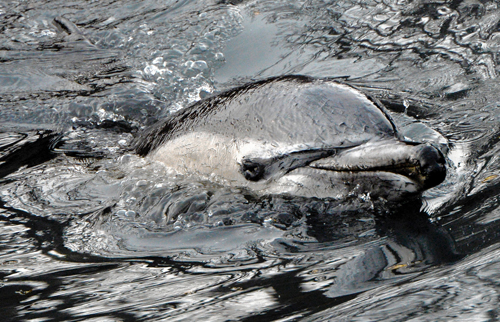 RECAP: Dolphin swims into Gowanus Canal, meets its end
