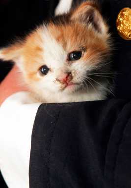 Kittens rescued in Sheepshead Bay