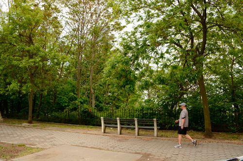 A view to a hill: Parks to clear Shore Road slope