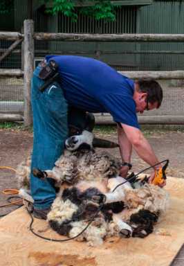 Fleeced! Zoo gives sheep their summer haircut
