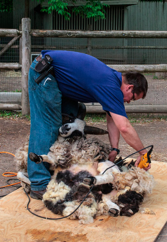 Fleeced! Zoo gives sheep their summer haircut