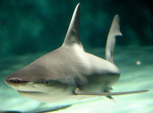 Fin-der bender: Coney-bound shark dies in Florida car crash