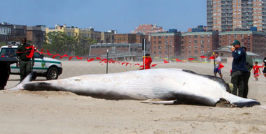Wail song: Whale found dead on Brighton Beach