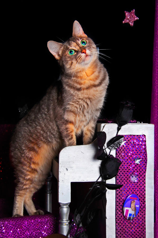 Tail of the tape: Dog festival vs. cat circus