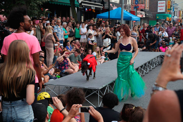 Mutt couture! Pooches compete in Park Slope fashion show