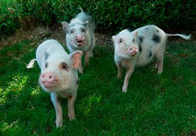 Standing O welcomes new piggies to the zoo
