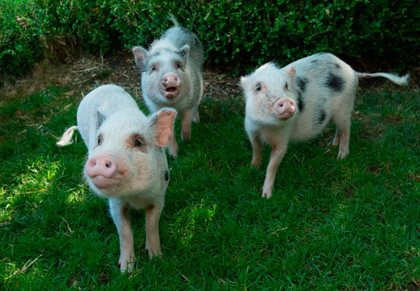 Standing O welcomes new piggies to the zoo