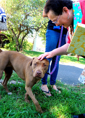 Pets and the pastor