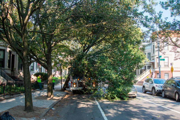 In a series of unfortunate events, bike lane causes tree to fall on car