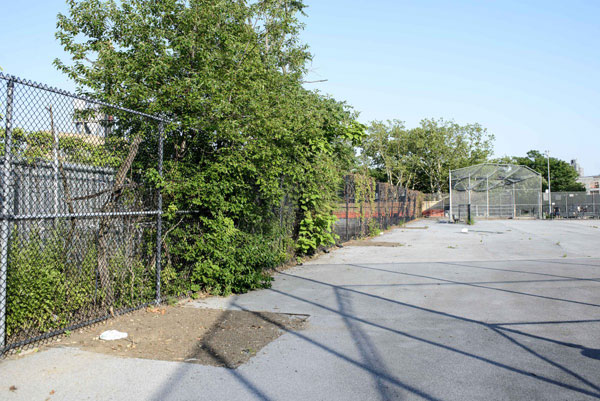 Greenpoint Landing developer pays $400K to cut down three trees