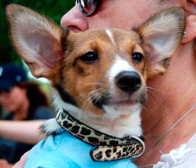 Local animal rescue group hosts Marine Park adoption event