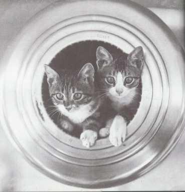 Galley cats! Talk dives into feline seafaring history