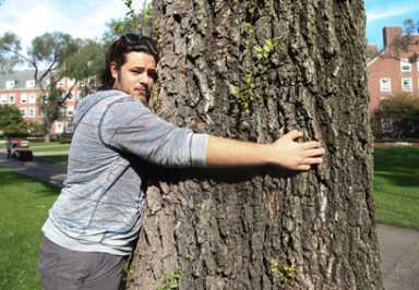 Brooklyn College students: Save these tree stumps!