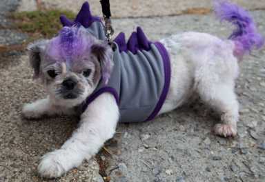 Woo-f! Dogs dress up for Howl-O-Ween