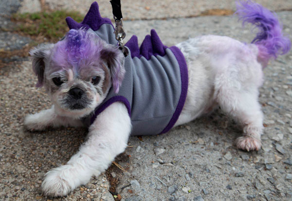 Woo-f! Dogs dress up for Howl-O-Ween