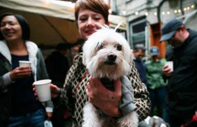Guten wag! Sausage dogs, schnauzers celebrate dog-toberfest