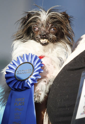 Breaking bred: Greenpoint bar hosting dog show for mongrels