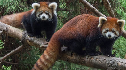 Panda-monium! Prospect Park Zoo debuts a pair of cuddly red cubs