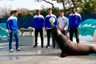 Flipper kick: Coney sea lions play soccer with the pros
