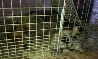 Racoon refuge: Photos confirm stalled construction site home to vermin, poop