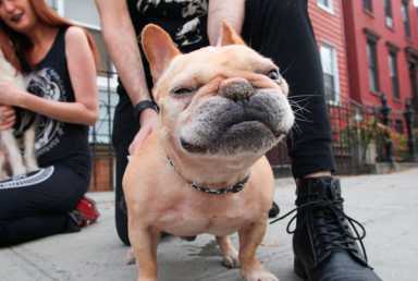 Heart of barkness: ‘Goths for Dogs’ benefits canine rescue groups