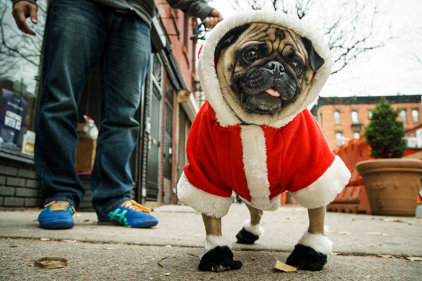 Santa paws: Pose with this adorable dog for your howl-iday photos
