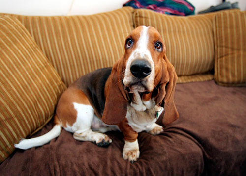 Who could possibly want to murder this adorable basset hound?