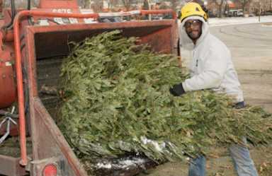 No tannenbaum! Where to dump your old Christmas tree for Mulch Fest 2016