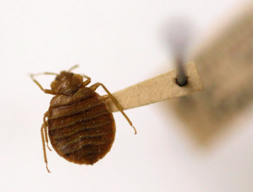 Bedbugs: Fact or fiction?