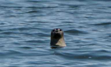 Seals of approval! Growing seal population proof the harbor is getting cleaner, expert says