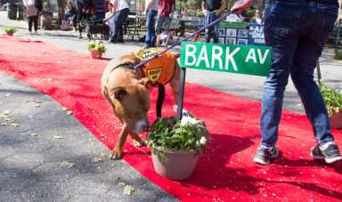 Finding fur-ever homes! Shelter pooches meet new owners at Adopt-a-Thon