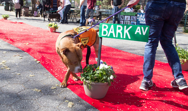 Finding fur-ever homes! Shelter pooches meet new owners at Adopt-a-Thon