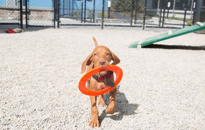 Air of the dog! Downtown high-rise opens rooftop pooch run
