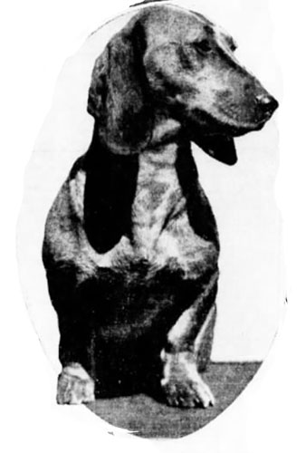 Sixth scents: Occult historian explains psychic dogs