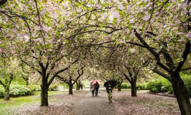 Soggy blossoms! Crowds brave rain for Sakura Matsuri flower fest