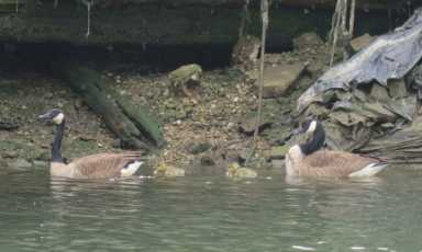 Dyin’ gosling: These Gowanus Canal baby geese are going to die