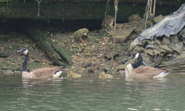 Dyin’ gosling: These Gowanus Canal baby geese are going to die