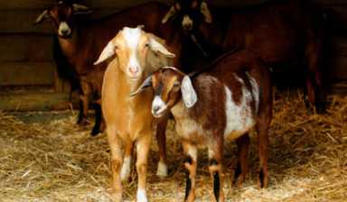 New kids on the block! Prospect Park hires goats to eat weeds