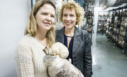 Breaking the mold! Farm grows exotic mushrooms in Bed-Stuy factory