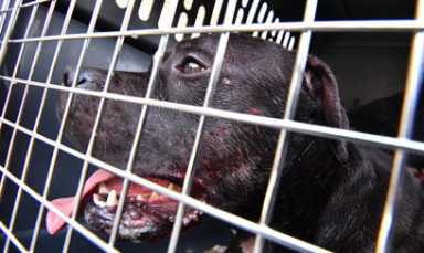 Dogs bite man: Seven pit bulls savage Flatbush guy