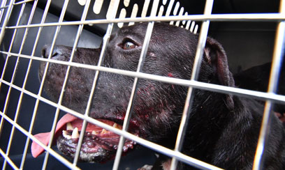 Dogs bite man: Seven pit bulls savage Flatbush guy