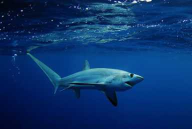 Predators coming closer to Brooklyn beaches, experts say