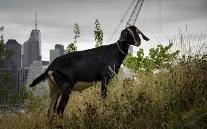 Bridge Park: These goats will not face the slaughterhouse like last herd